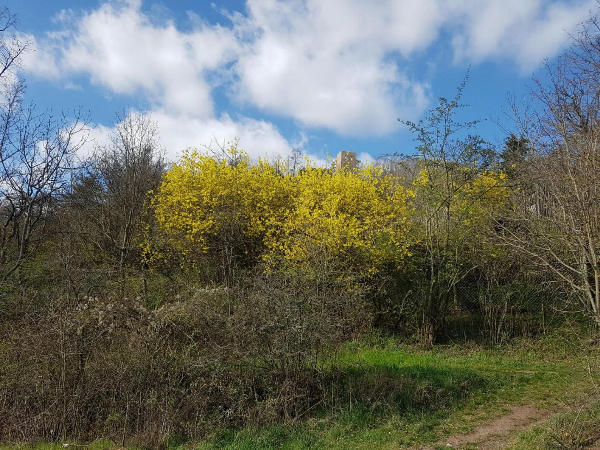 Lobdeburgblick